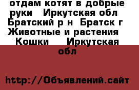 отдам котят в добрые руки - Иркутская обл., Братский р-н, Братск г. Животные и растения » Кошки   . Иркутская обл.